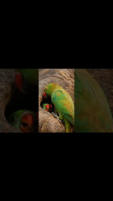 birds 🐦 #trending #viral #viralsorts #shortfeed #tiktok #sorts #money