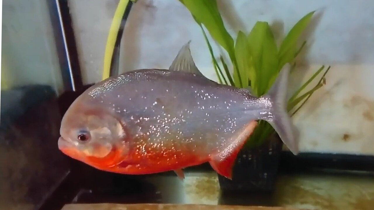 Red belly piranha (pygocentrus nattereri)