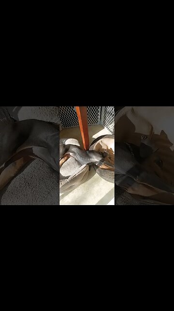 GIANT PUPPY TAKES UP 2 BEDS! 😆🐕 #dobermanpuppy #doberman #dobermanpinscher #bedtime #dobermanlove