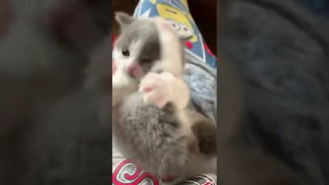 cute pet tiktok that will cheer you up #shorts