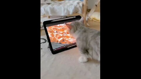 funny animals video 🤣 haha