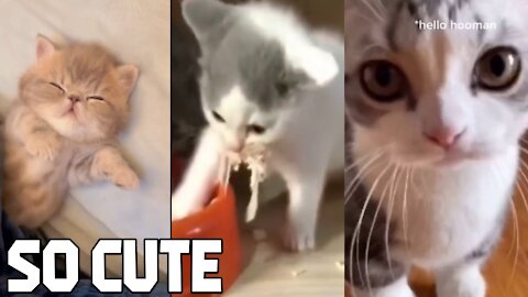 cute cat behavior part 1 - Animals