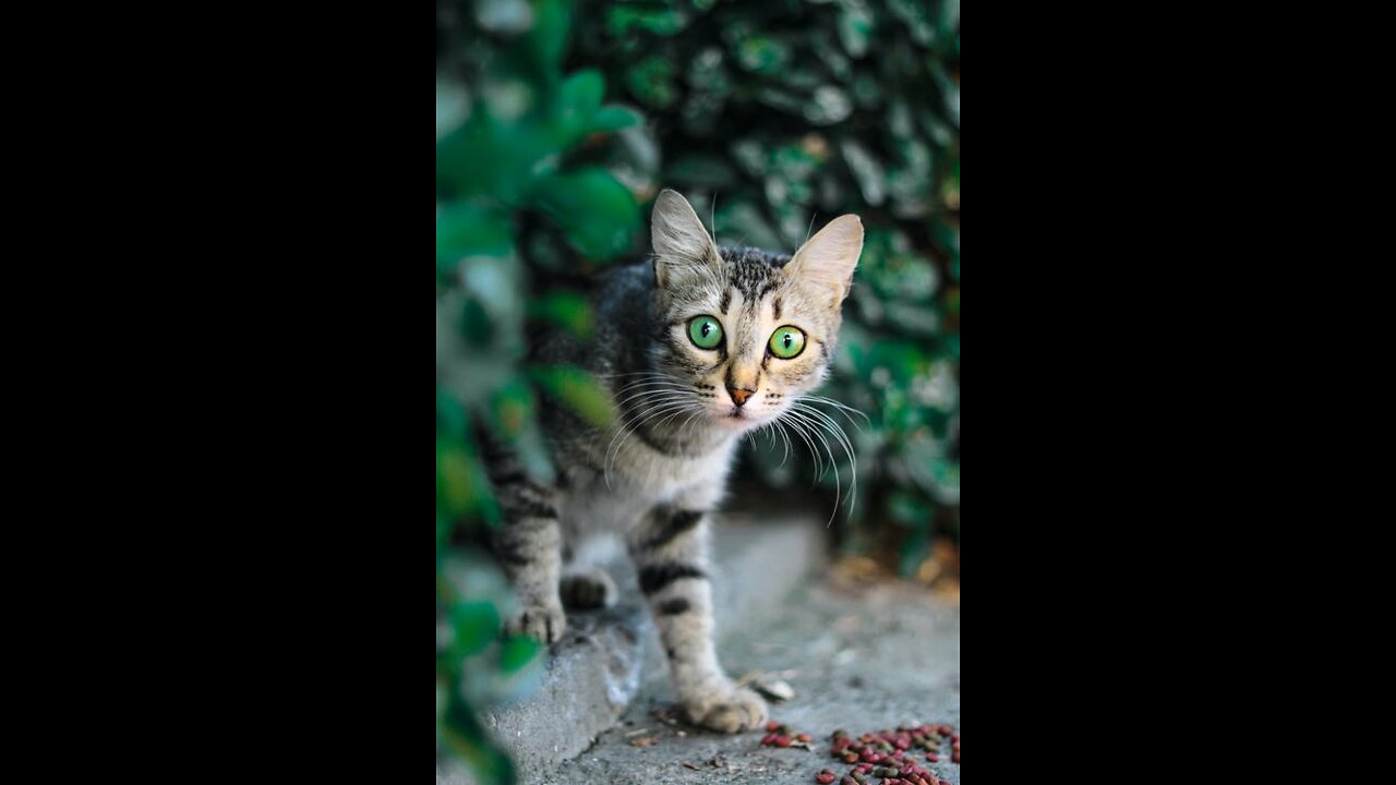 Cat Funny Moment