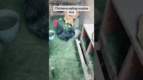 Poultry unharmed from eating dry rice