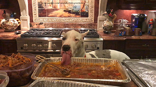 Great Dane Enjoys an Unauthorized Snack in Slow Motion