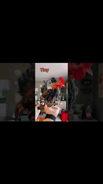 Chicken Little Lives in a House? #shorts