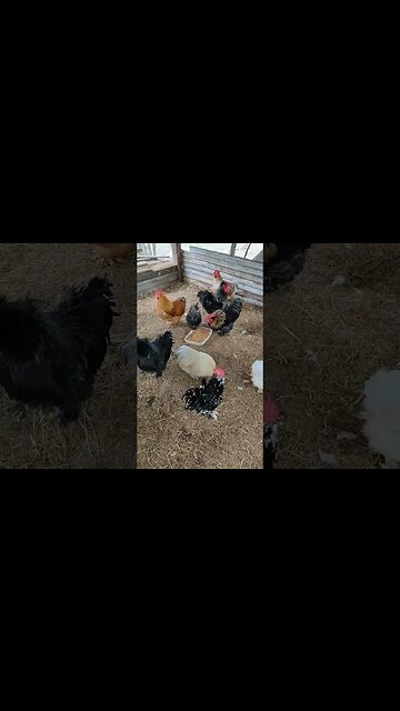 Some Roosters and Hens
