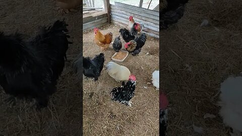 Some Roosters and Hens