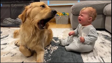 Golden Retriever Pup Makes Baby Cry But Says Sorry! (Cutest Ever!!).