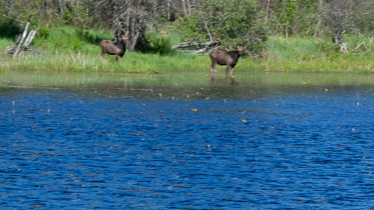 Canadian moose