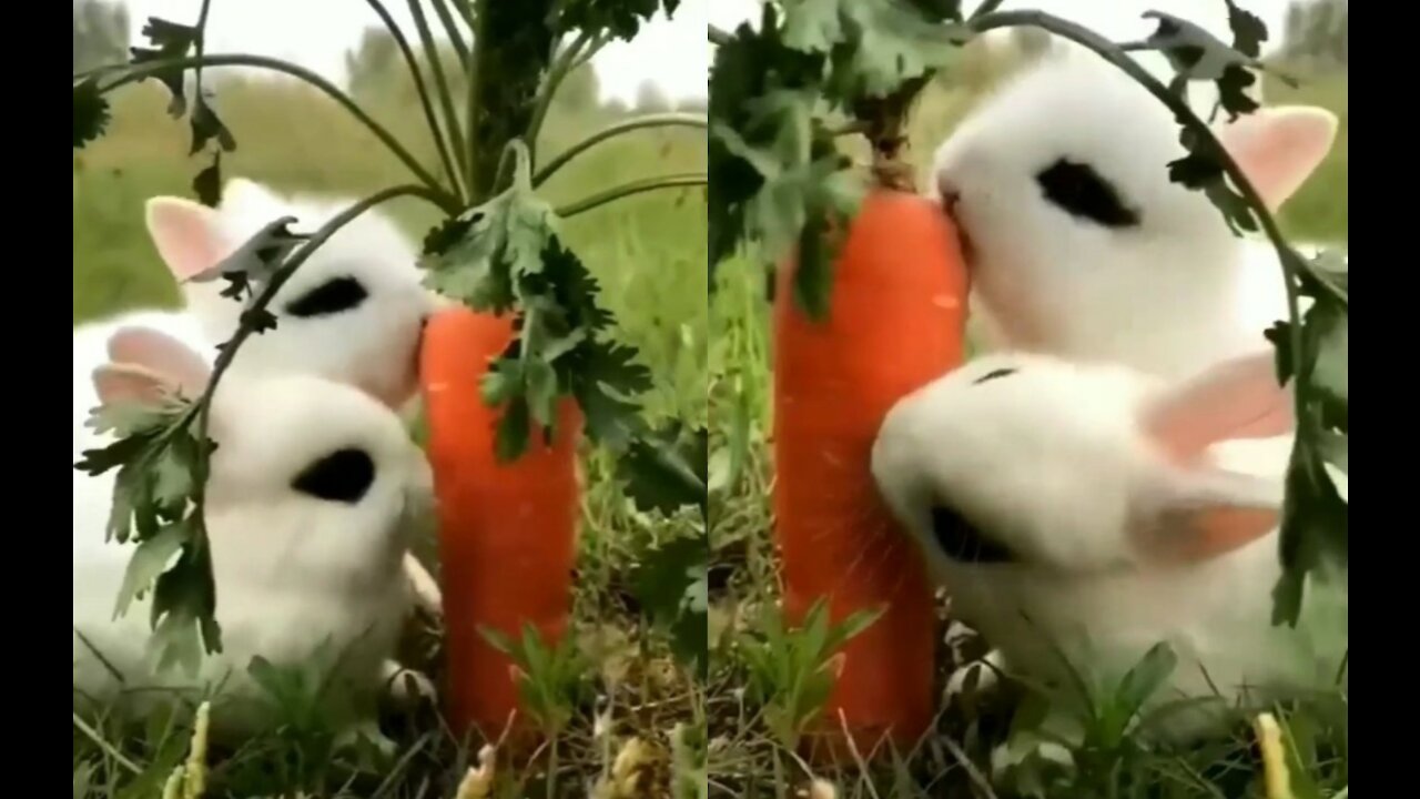 Rabbit eating carrot.