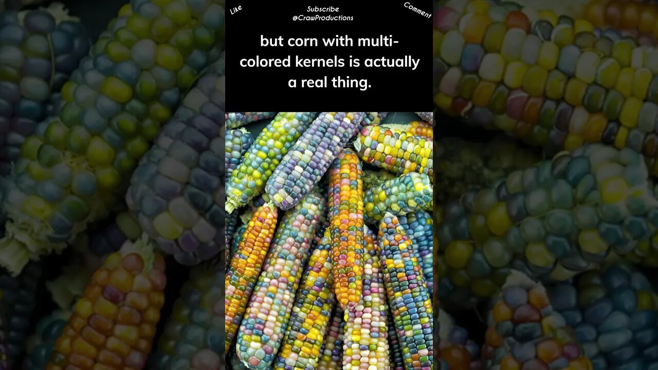 Glass Gem corn