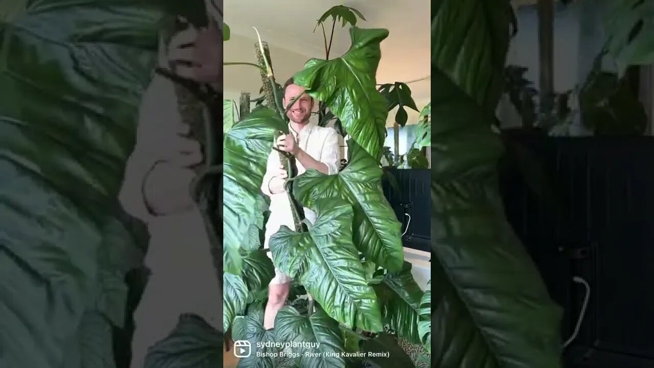 Philodendron ernestii