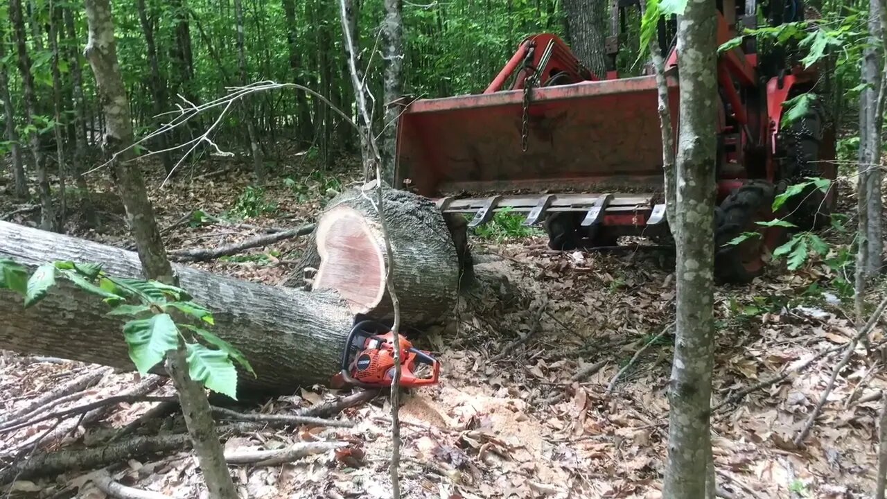 Kubota L34OOdt and oak tree