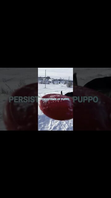 Persistence of Puppo