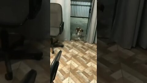 CACHORRO DANÇANDO 😂😂😂