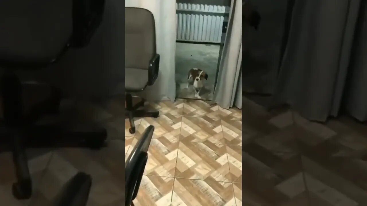 CACHORRO DANÇANDO 😂😂😂