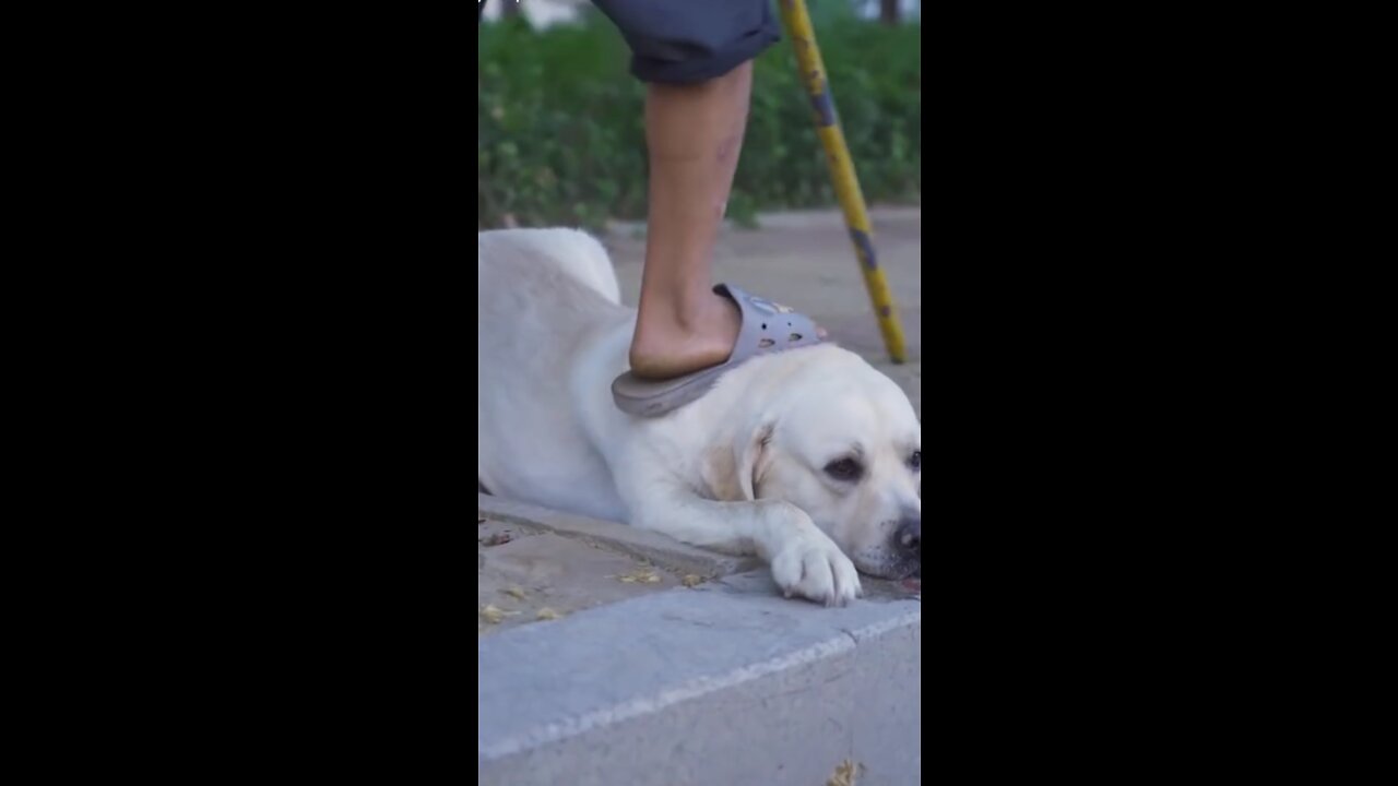 DOG SAVE BLIND MAN LIFE