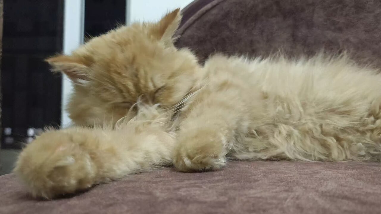 Playful Cat