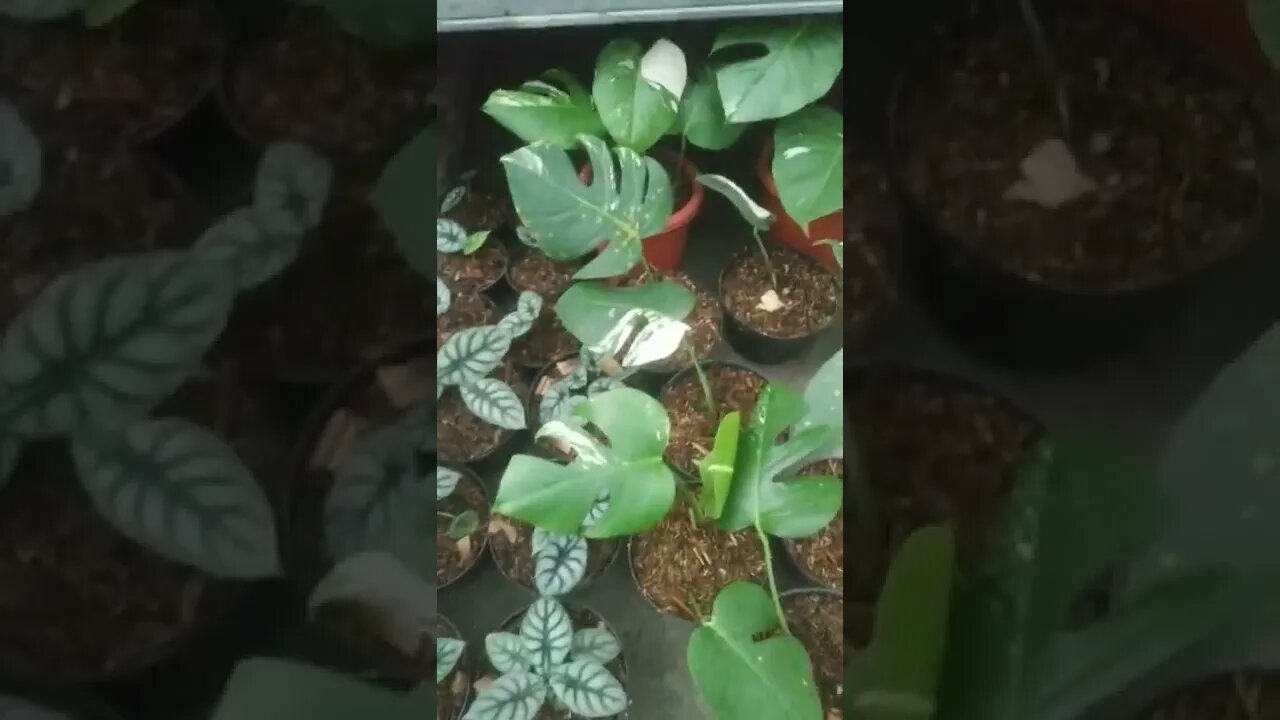 suasana mau magrib || stek MOnstera aja..