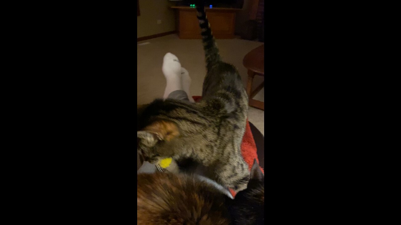 Sparrow + Calypso Lap talk 2020