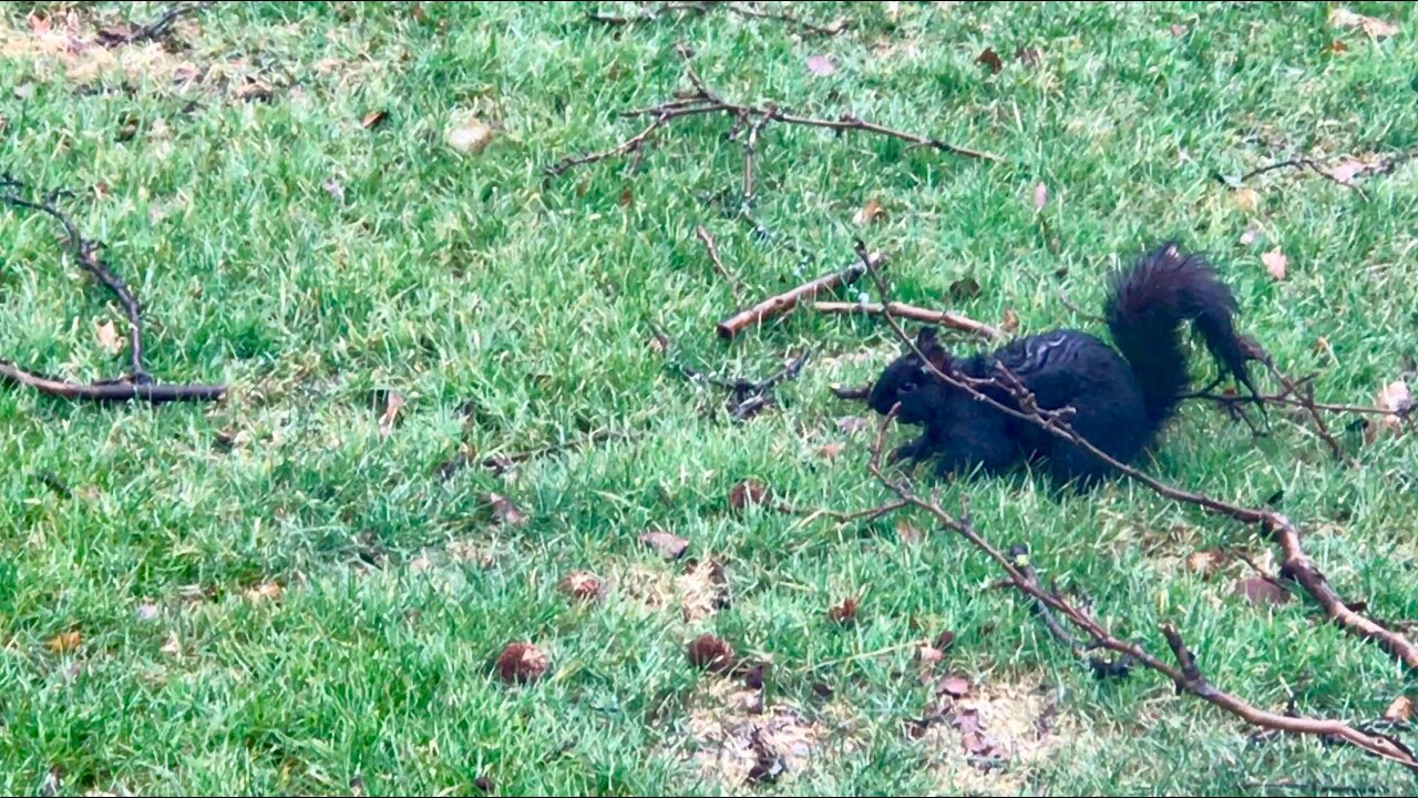 Black squirrels