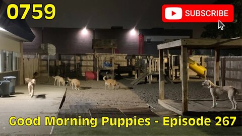 [0759] GOOD MORNING PUPPIES - EPISODE 267 [#dogs #doggos #doggies #puppies #dogdaycare]
