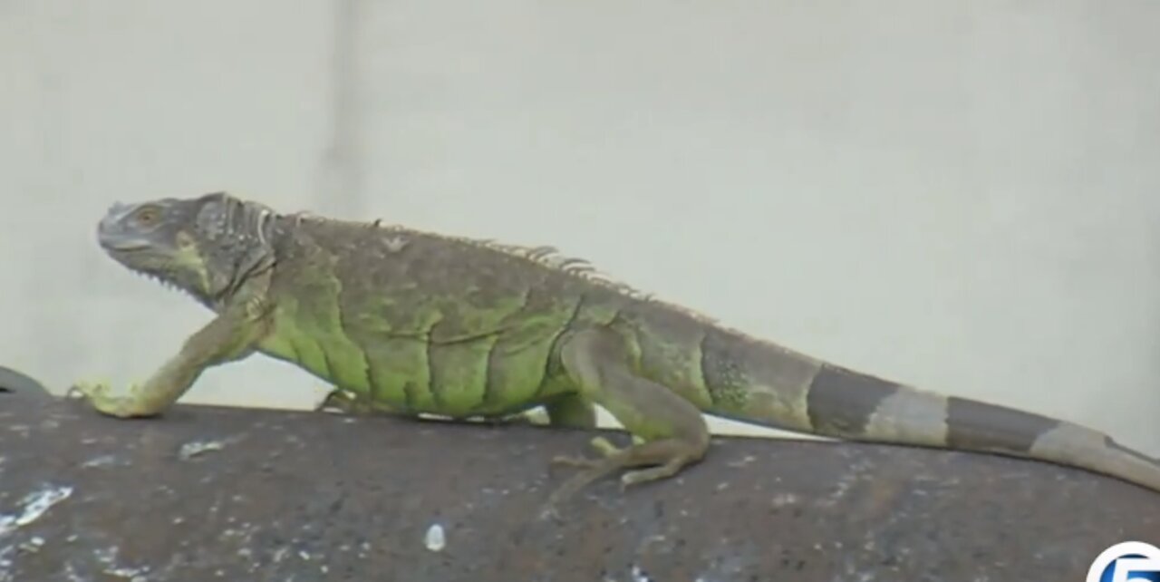 Green iguana population exploding in South Florida