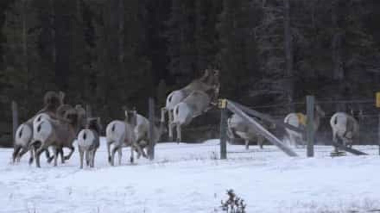 Vildlam snubler da det springer over hegn