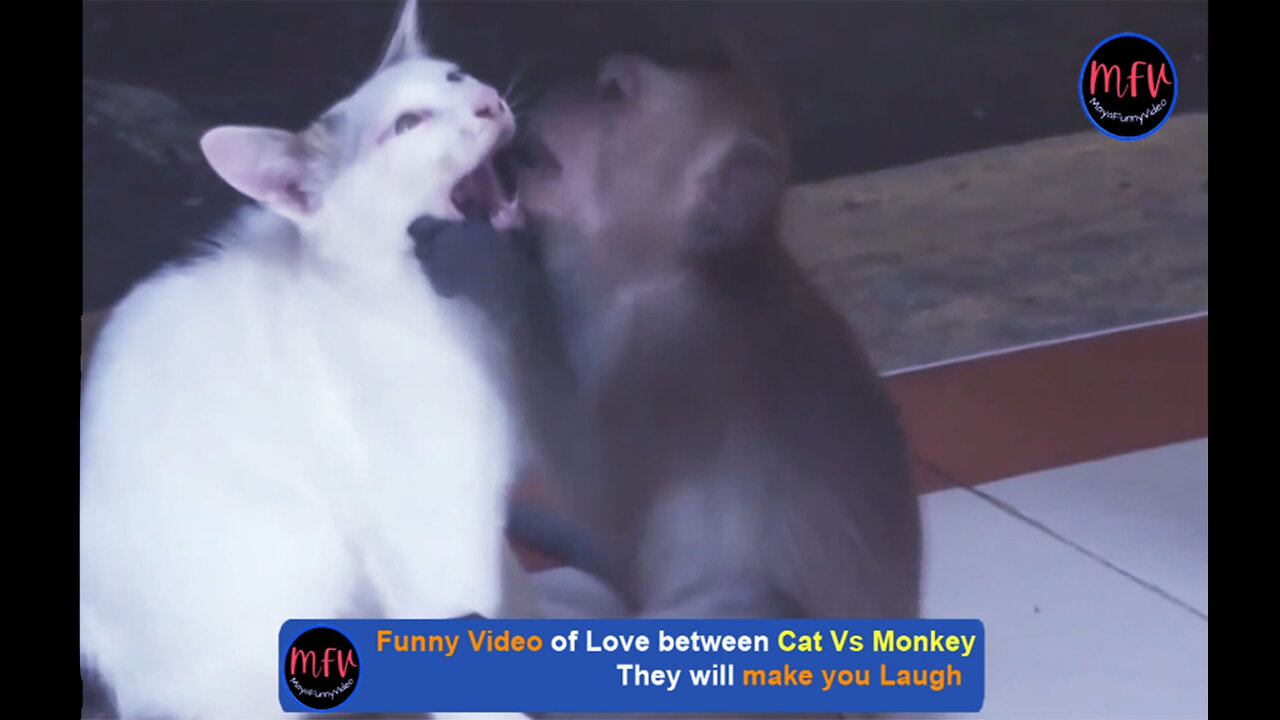 Funny Video of Love between Cat Vs Monkey-Part 01-MayaFunnyVideo