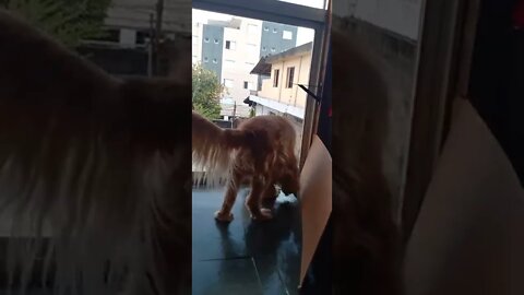 dogshow golden, shorts