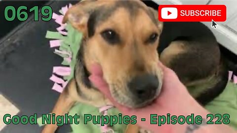 [0619] GOOD NIGHT PUPPIES - EPISODE 228 [#dogs #doggos #doggies #puppies #dogdaycare]