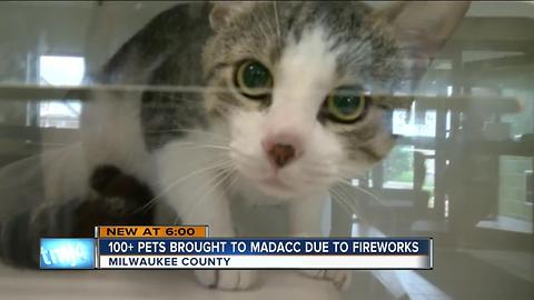 MADACC packed with runaways after Fourth of July