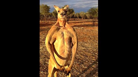 Hunting the Australia’s most underrated meat (Kangaroo)