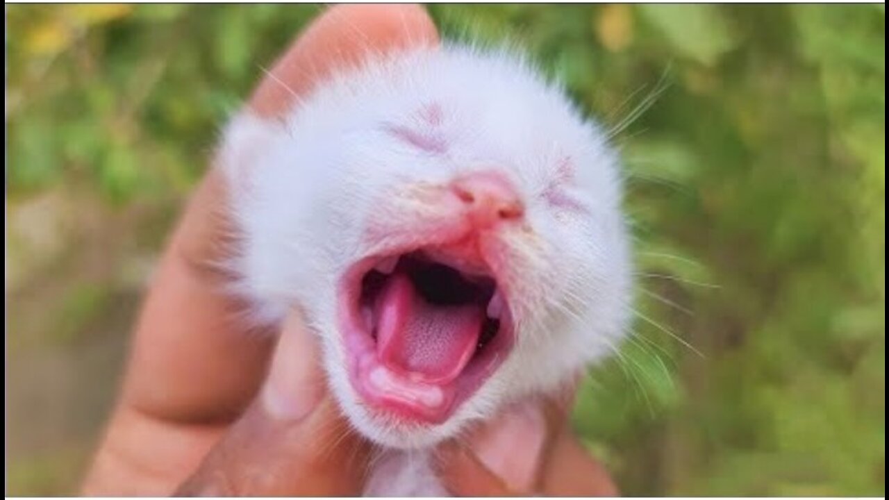 OMG So Cute Cats ♥ Best Funny Cat Videos 2022