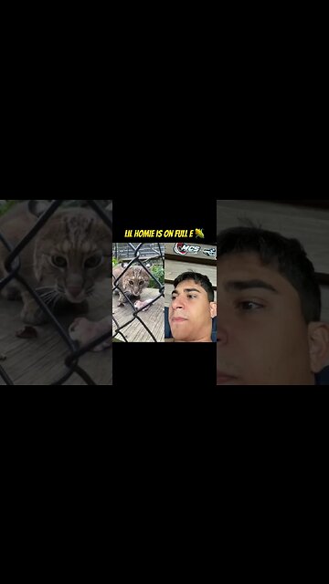 When you feed your cat too much corn 🌽