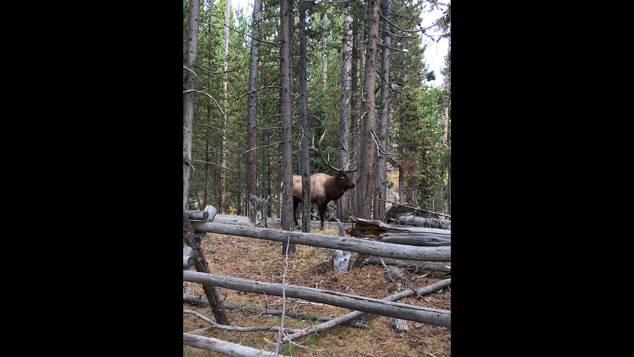 Elk Encounters (slightly updated)