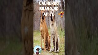 Cachorro Bravo no Apito? Isso é só para quem tem Coragem... #shorts