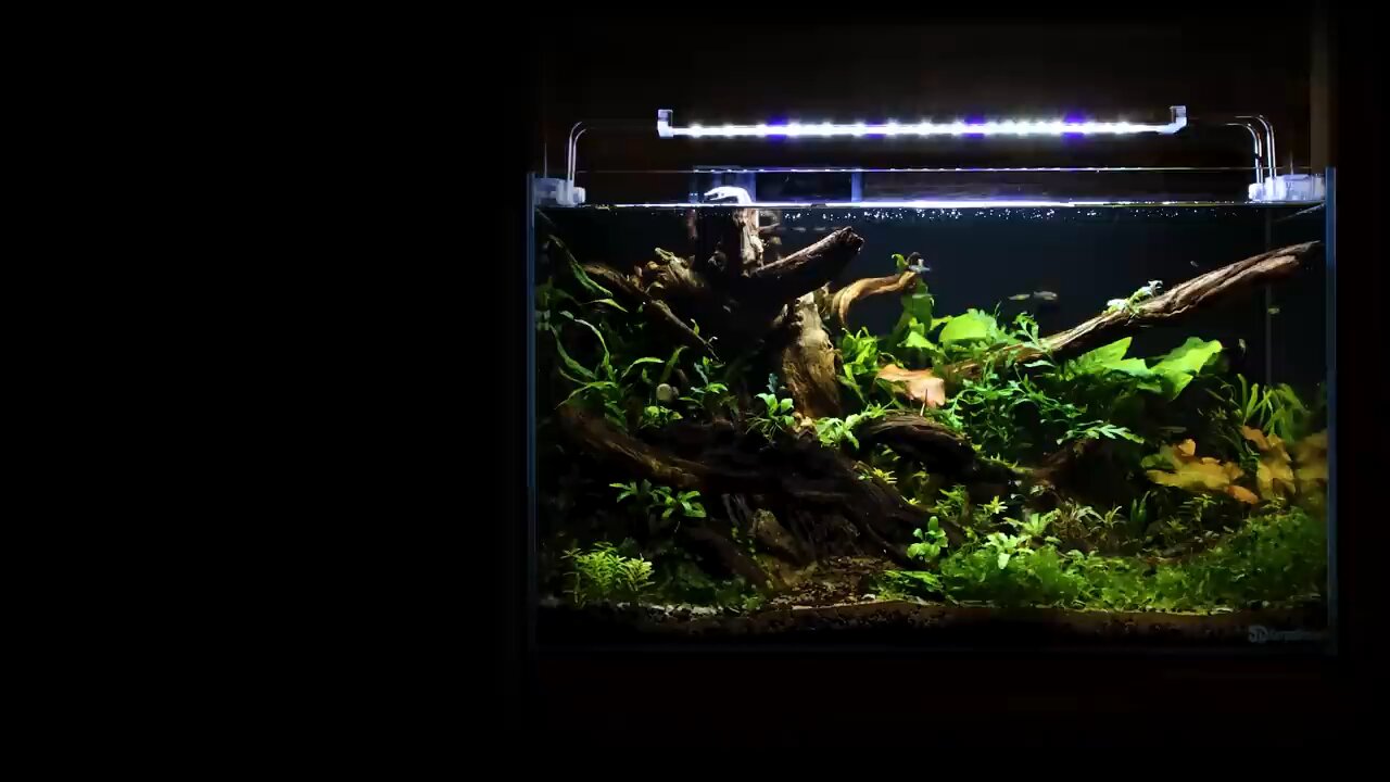 low tech aquarium diy