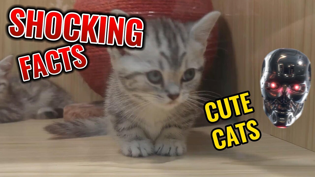 Shocking Cat Facts!