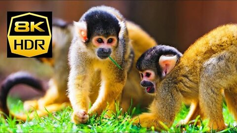 Animals Of The World 4K - Scenic Wildlife Film With Calming Music