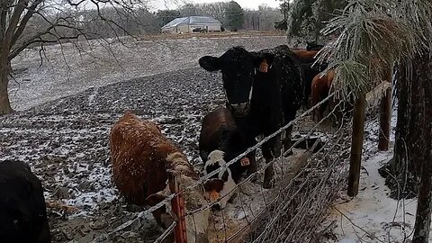 Ice Storm and Bulls Misbehaving!!