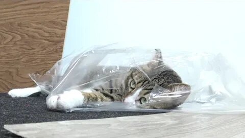 Funny Cat Hides in Transparent Plastic Bag