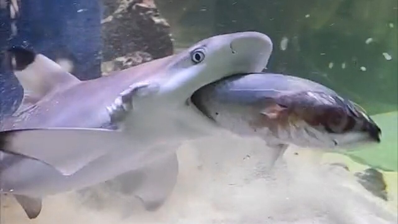 A reason why sharks are dangerous is because one bite can sever a part of your body.