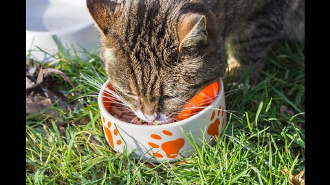 human-my-bowl-is-empty-cat-need-food-givefastlink