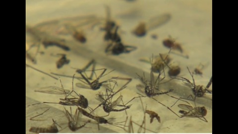 Pesticide used to fight Zika in Florida