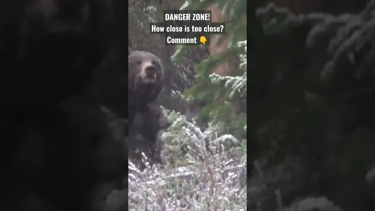 Danger Zone! how close is too close? #grizzly #wyoming #bear #shortsvideo #dangerous #shorts #wow