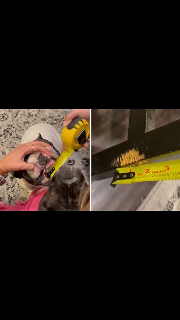 Dog shocked when confronted with his guilty evidence