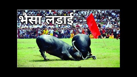 Village bull fight #bullfight