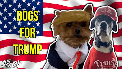 People Show Off Their Trump Supporting Dogs